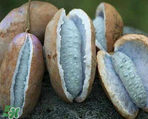 八月瓜的皮能吃吗,八月瓜的功效和作用 八月瓜的皮能吃吗,八月瓜的功效和作用