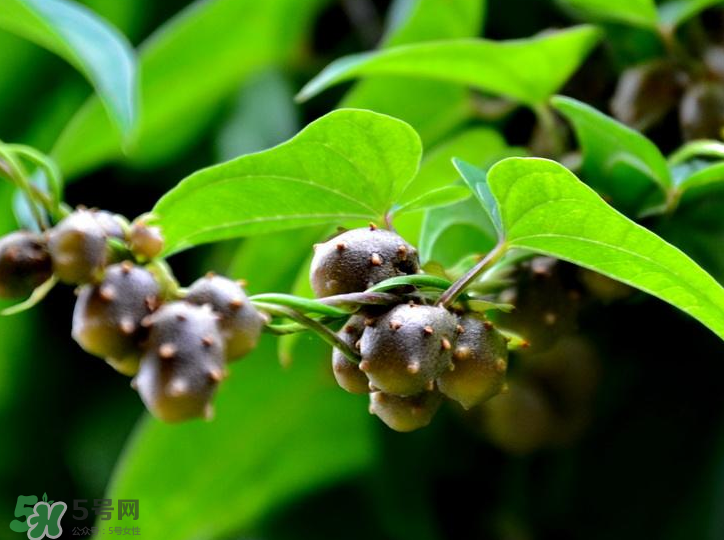 山药豆是怎么长出来的?,山药豆长在哪