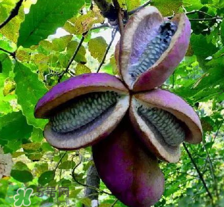 八月炸的籽可以吃吗,八月炸的籽可以吃吗功效和作用