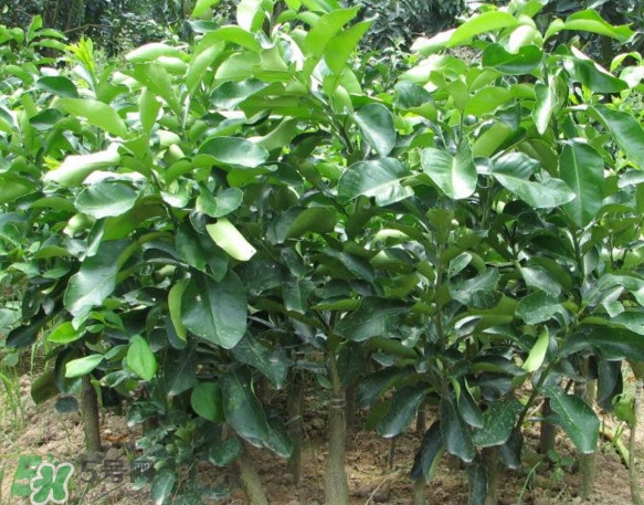 三红蜜柚苗哪里买正宗,三红蜜柚苗怎么看真假