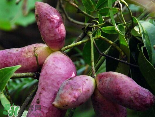 八月瓜的生长环境以及特征,八月瓜生长在什么地方