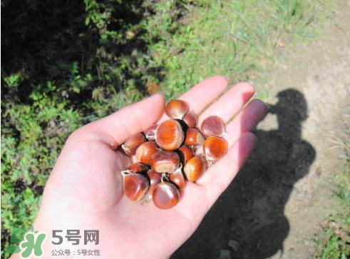 野板栗能吃吗,野板栗能吃吗?什么囗味?