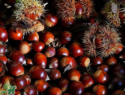 板栗在什么时候成熟,板栗几月份成熟 板栗在什么时候成熟,板栗几月份成熟