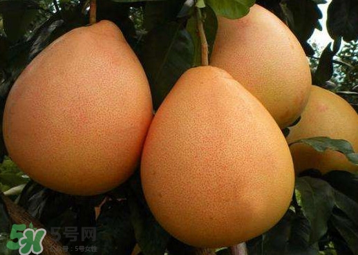 三红蜜柚什么时候种植好,三红蜜柚种植技术 三红蜜柚什么时候种植好,三红蜜柚种植技术