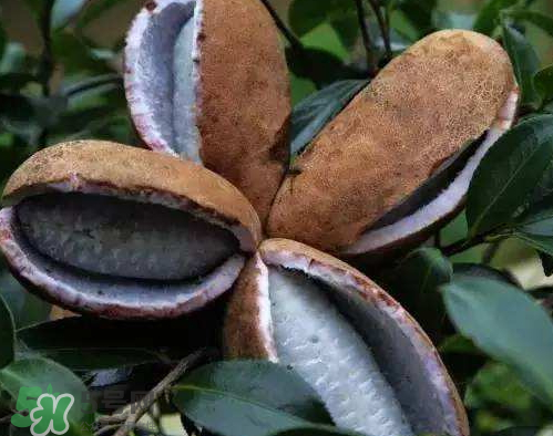 羊开口中药别名叫什么,羊开口是什么中药