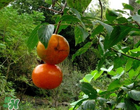 山柿子图片,山柿子的营养价值