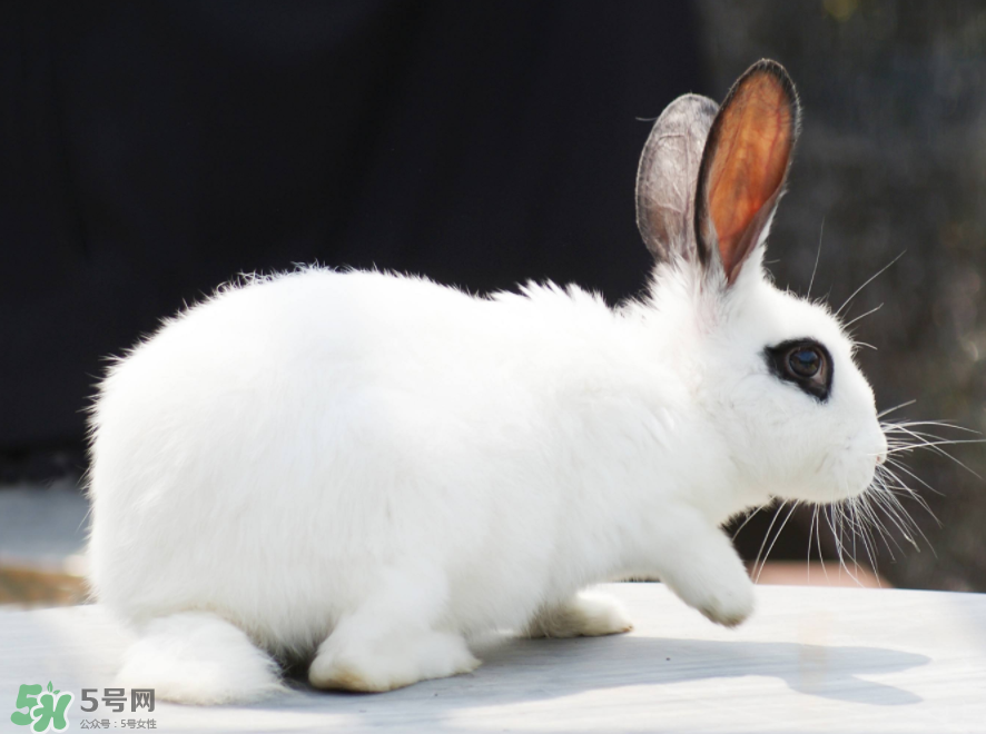 兔肉和芹菜可以同吃吗,兔肉能跟西芹同吃吗