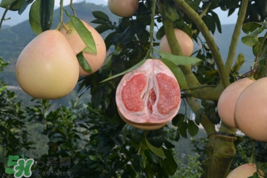 三红蜜柚味道怎么样,三红蜜柚口感 三红蜜柚味道怎么样,三红蜜柚口感