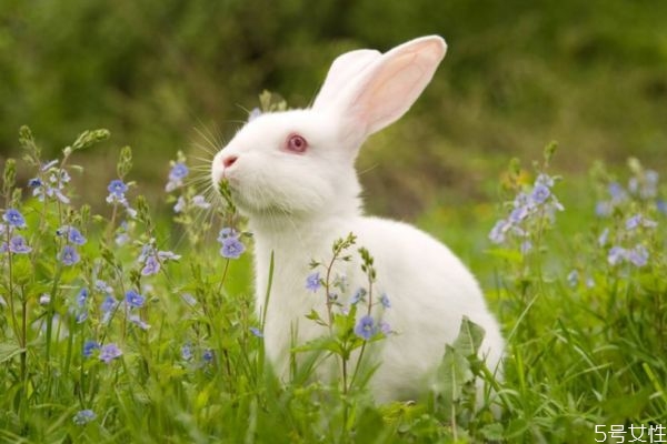 兔肉是发物吗?什么人不能吃,兔肉是发物吗?