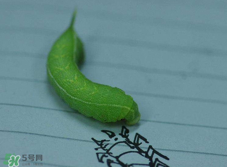 豆虫价格多少钱一斤,豆虫市场价格