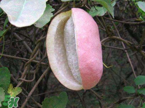 八月炸怎么保存,八月炸怎么吃才正确