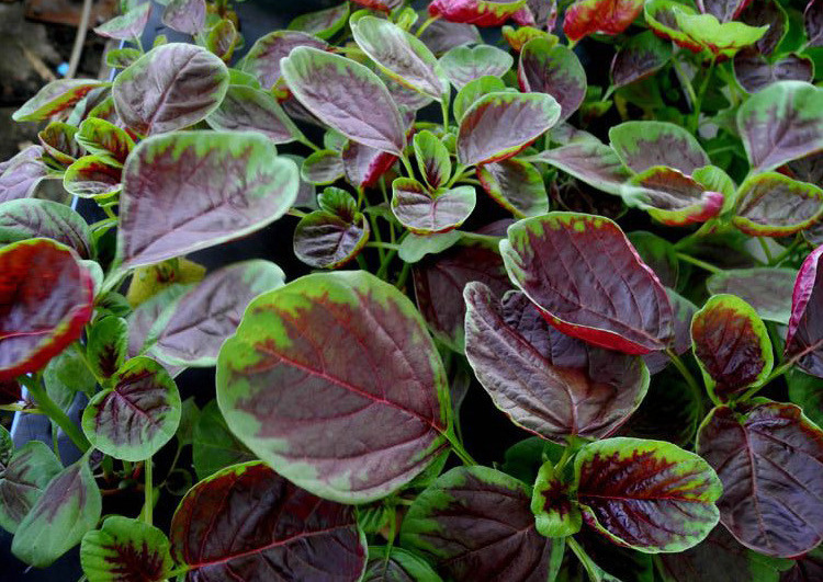 红苋菜隔夜能吃吗,苋菜为什么不能晚上吃