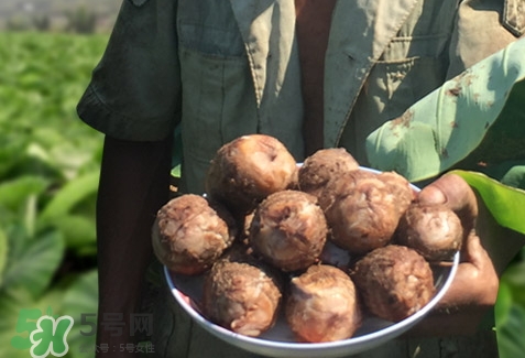 吃芋头会放屁吗?,吃芋头放屁是怎么回事