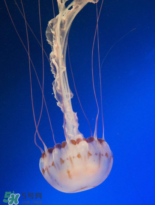 海蜇不能和什么一起吃吗,海蜇不能和什么一起吃,海蜇和什么相克