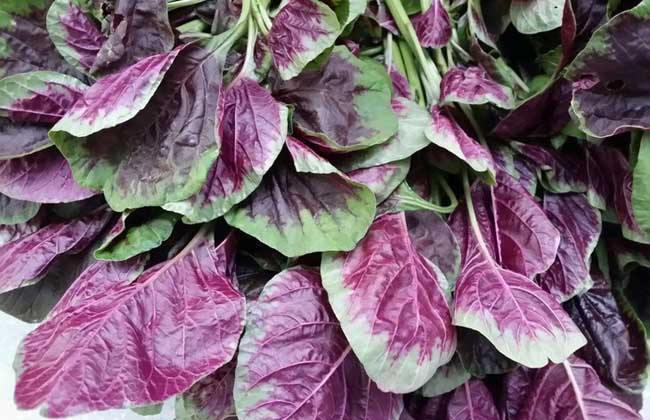 红苋菜可以凉拌吗?,凉拌苋菜怎么做好吃