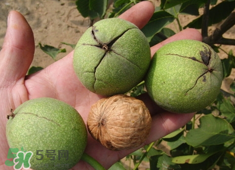 青皮核桃如何保存,青皮核桃放冷冻一年还能吃吗