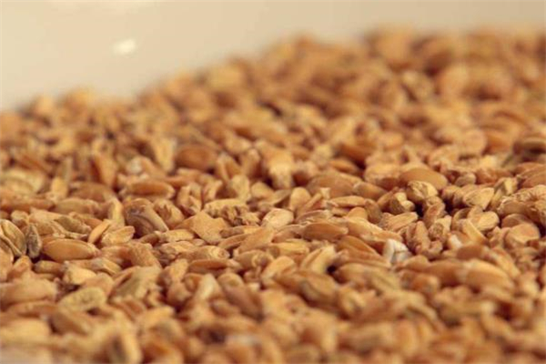 浮小麦每天吃多少克合适,浮小麦一天用量多少