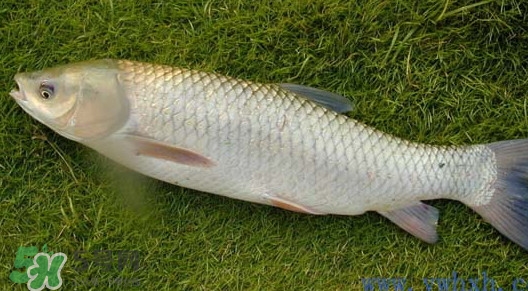 脆肉鲩和普通鲩鱼的区别,鲩鱼肉都是脆的吗