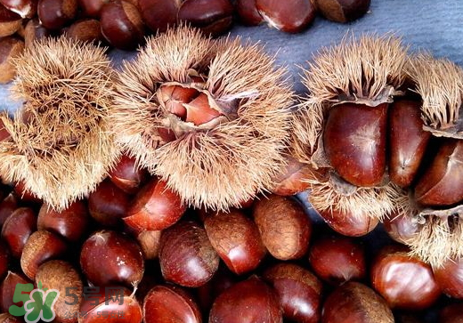 板栗泡酒要去皮吗?,板栗泡酒去皮好还是不去皮好