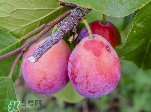 西梅的热量高吗,减肥的能吃吗,西梅干的热量