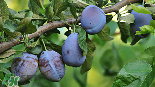 西梅好吃吗 什么味道,西梅口感怎么样