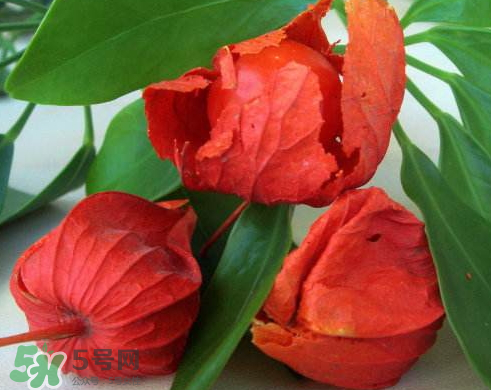 红姑娘能治糖尿病吗?,红姑娘治疗糖尿病的吃法