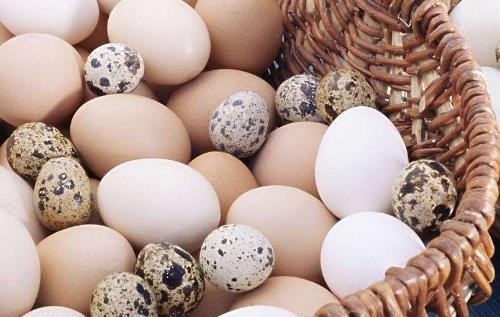 一个鸽子蛋有多大,鸽子蛋大概多大