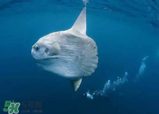 翻车鱼能吃吗?,翻车鱼不能吃吗 翻车鱼能吃吗?,翻车鱼不能吃吗