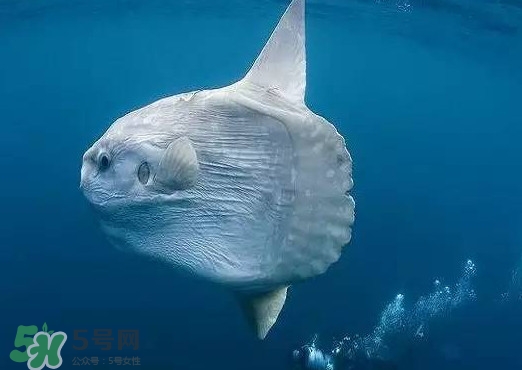 翻车鱼是什么鱼?,翻车鱼是什么鱼的食物