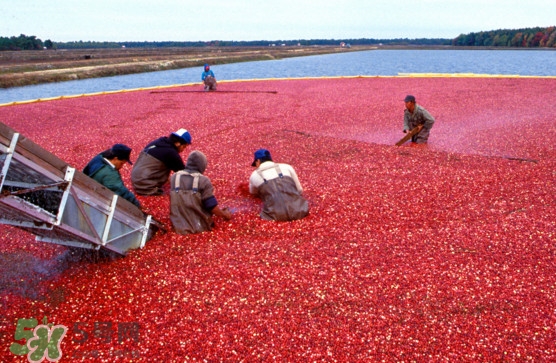 蔓越莓是长在水里的吗?,蔓越莓生长在水里吗