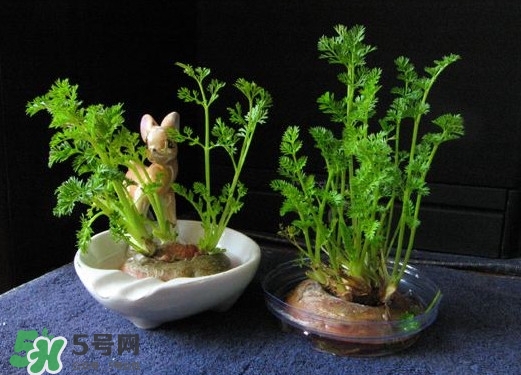 萝卜缨能吃吗怎么吃,请问红萝卜和白萝卜能一起吃吗