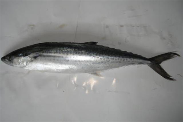 马鲛鱼哪些人不能吃,马鲛鱼可以吃吗 马鲛鱼哪些人不能吃,马鲛鱼可以吃吗