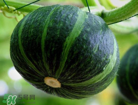 贝贝南瓜什么时候种,南瓜贝贝什么时候种植方法 贝贝南瓜什么时候种,南瓜贝贝什么时候种植方法