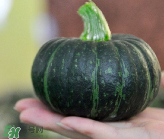 南瓜贝贝属于转基因,南瓜贝贝是不是转基因食品 南瓜贝贝属于转基因,南瓜贝贝是不是转基因食品