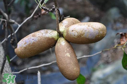 预知子怎么吃,预知子的功效和禁忌