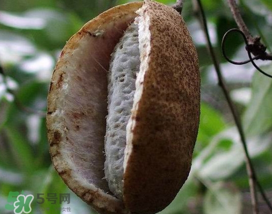 八月炸水果,八月炸是什么水果怎么吃