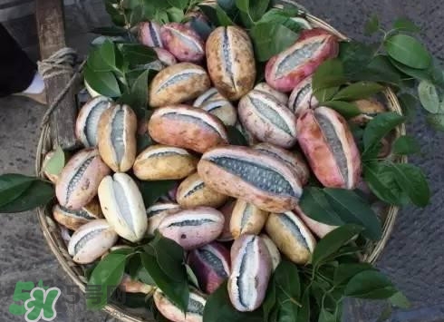 八月瓜可以泡酒吗有什么功能,八月瓜可以泡酒吗