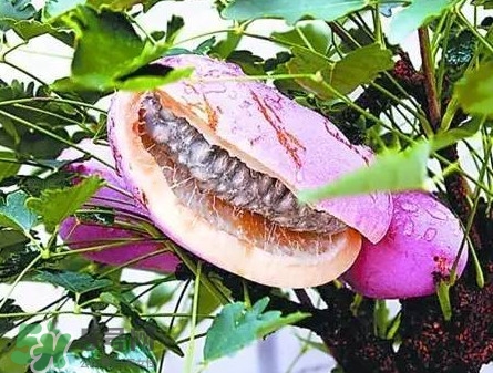 八月瓜适合哪里种植,八月瓜几月份种植最好