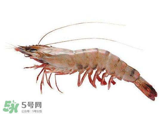 明虾是海虾还是河虾 新闻,明虾是海虾还是河虾? 明虾是海虾还是河虾 新闻,明虾是海虾还是河虾?