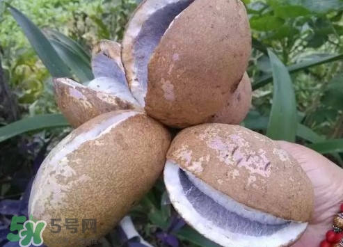 野香蕉孕妇能吃吗?,野香蕉孕妇可以吃吗?