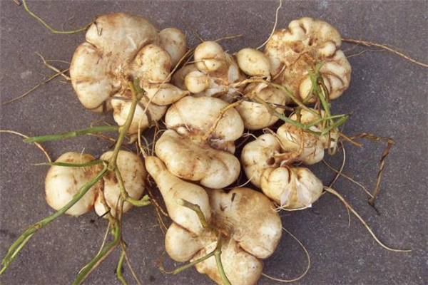 凉薯可以炖汤吗,凉薯可以炖排骨汤吗