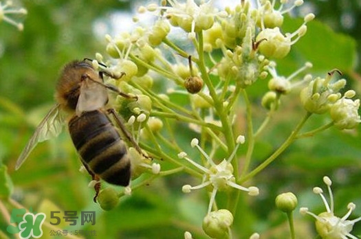 椴树蜜是什么颜色的,椴树蜜是白色的好还是发黄的好