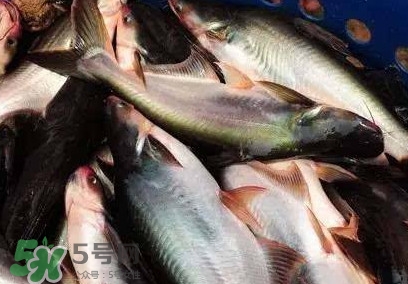 巴沙鱼是淡水鱼还是海鱼?,巴沙鱼是淡水鱼还是海水鱼