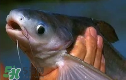 巴沙鱼怎么做好吃?,巴沙鱼怎么吃最好 巴沙鱼怎么做好吃?,巴沙鱼怎么吃最好