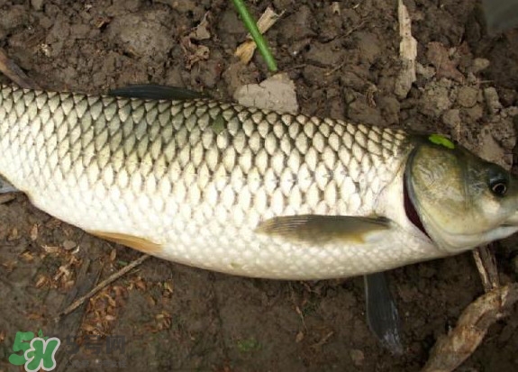 草鱼跟鲤鱼哪个好吃,酸菜鱼黑鱼和草鱼哪个好吃
