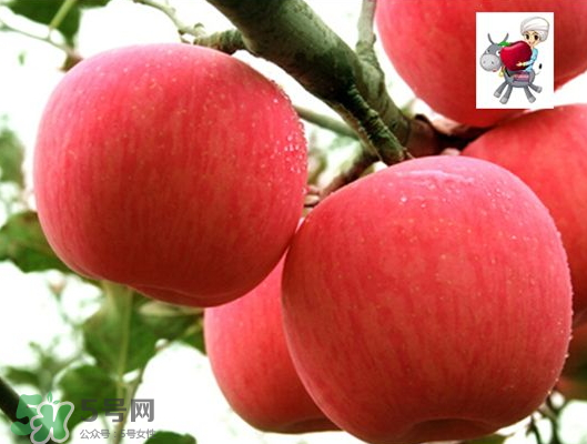 阿克苏苹果价格多少钱一斤,哪里可以买到正宗阿克苏苹果