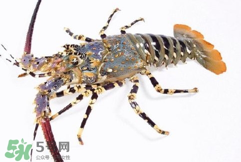 中华锦绣龙虾多少钱一斤,中华锦绣龙虾什么价格