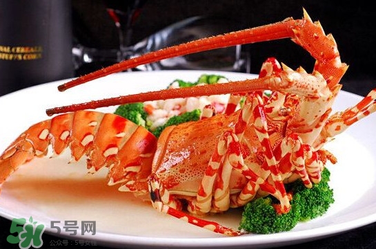 中华锦绣龙虾怎么养殖,中华锦绣龙虾人工养殖基地 中华锦绣龙虾怎么养殖,中华锦绣龙虾人工养殖基地