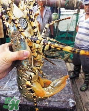 野生中华锦绣龙虾,小龙虾是保护动物吗