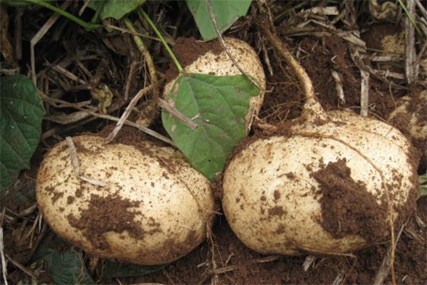 凉薯一天最多可以吃多少,凉薯什么时候吃最好